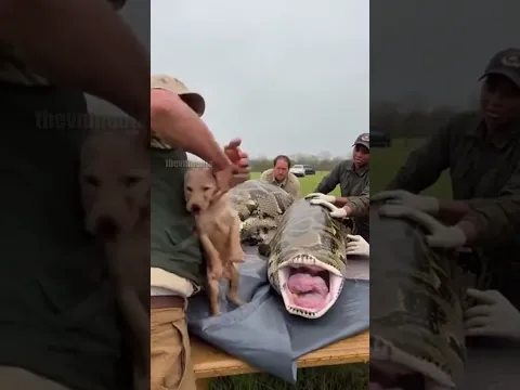 One-in-a-Million Survival: Puppy Swallowed Whole by Python Saved in Heart-Stopping Extraction.