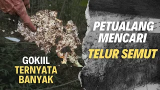 Nemu Sarang Telur Semut Segini Banyak?! Gak Nyangka di Dalam Hutan!