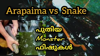 Arapaimaയ്ക്ക് പുതിയ കൂട്ട് /new monster😱fishes🐠 snake🐍vs arapaima👹