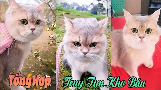 Tổng Hợp Truy Tìm Kho Báu Của MiMi P5 #thúcưng #vậtnuôi #chómèohàihước #funny #pets #cat