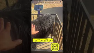 أوزان غنم الذبح وكذلك الربط المعد للأضحى، وخبر وزارة البيئة البيع للأغنام بالوزن حياً