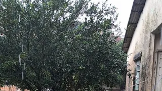 pai e filha está ao vivo! chuva no rio grande do sul 😱
