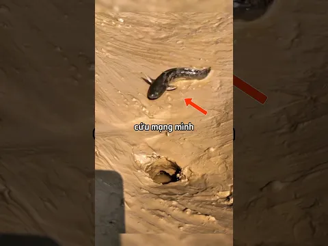 Con cá tội nghiệp liệu có thoát khỏi con bạch tuộc không 😮‍💨