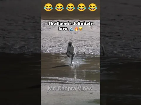 एक टांग नदी पार कर लिया😂😂 #comedy #realfools #mrchopravines #monkeycomedyvideo #funny #animal #viral