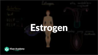Estrogen |  Jinsiy sistema haqida umumiy tushuncha | Tibbiyot