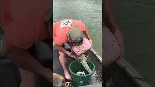 Catch clean cook catfish!!!