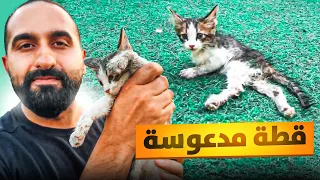 إنقاذ قطة مشلوله دعستها سيارة!