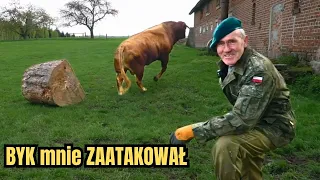 PRAWIE DOSZŁO DO ATAKU BYKA NA ROMKA! Nowa zabawka Alego waży tylko 600 kg