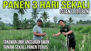 Punya Tanaman Ini Angsuran Aman,Tanam Sekali Panen Terus
