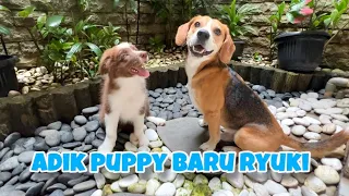 JEMPUT PUPPY BARU ADIKNYA RYUKI!!😍🐶