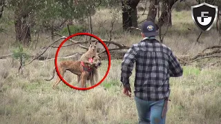 He Punched A Wild Kangaroo (& 7 Incredible Pet Rescues)