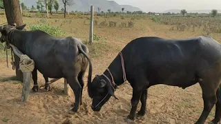 Super Murha Buffalo Mating Bull