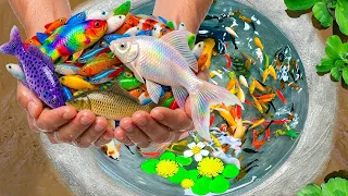 Catch unique pond fish baby turtles, pencil fish, koi fish, platy fish