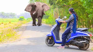 Elephant Attack On Village Girl In Indian Road