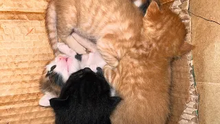 Live: Watch Newborn Kittens Open Their Eyes – Pure Cuteness Overload!