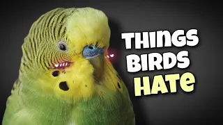 Things Budgies Hate and Humans Do