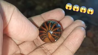 Roly Poly | Pill Bug Facts : the arthropods that roll up into a ball #insects #animals #nature