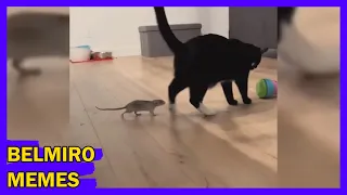 Belmiro Memes: Melhores dublagens engraçadas da semana 33