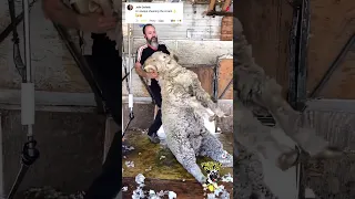 Shearing the cream 🐑😅 (Tough Shearing Sheep Compilation)