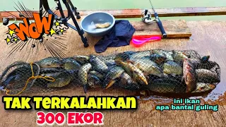 Wow Benar Terbukti Dengan Cara ini Mancing Bisa Dapet Banyak Ikan