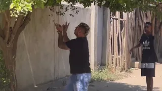 El árbol del dinero (broma)