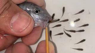 Blue Princess Cichlids Giving Birth — Stunning Aquarium Moment You Won’t