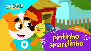 Pintinho Amarelinho: A História do Filhotinho que Encantou o Brasil