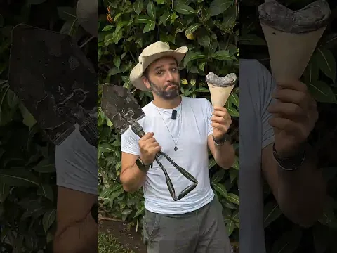 Já VIU um DENTE de MEGALODONTE?