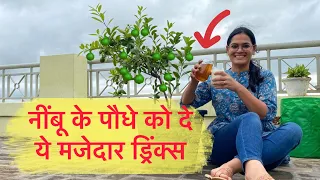 How to get bumper harvest from #lemon plant | Nimbu kaise ugaye