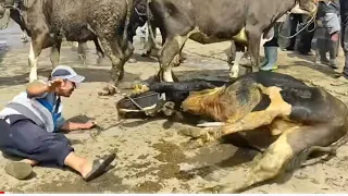 KUMPULAN SAPI NGAMUK TERGANAS