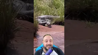 Sucuri canibal regurgita outra viva que sai nadando