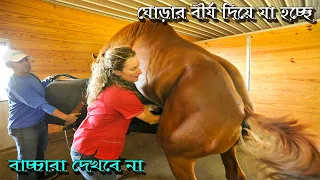 মেয়েটি ঘোড়ার সাথে কি করছে জানলে চোখ কপালে উঠবে || বিশ্বের সবচেয়ে সুন্দর ঘোড়া পাওয়ার উপায়