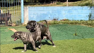 DPK PIT BULL MONSTER A PIOR RAÇA!
