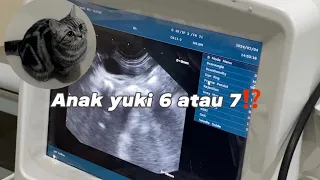 ANAK YUKI 6 ATAU 7⁉️Morning routine kucing hamil (edisi cek kandungan)