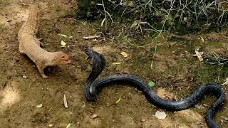 Mongoose vs Black Cobra,Ultimate wild Animal Encounter of two natural Rivals