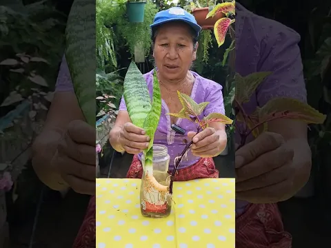 Enraizar tus Plantas en Agua con la Cascara del Huevo