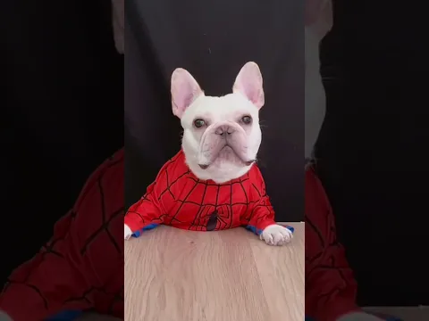 January 21 Part1 #shorts #reaction #funny #cutedog