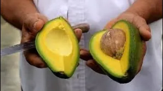 KUROTA UFITE AVOCADO CYANGWA URIGUCA AVOCA MUGITI MUNZOZI