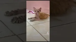 Siapa yang menyangka kucing jalanan ini sekarang sudah menjadi kucing ganteng dan lucu😻