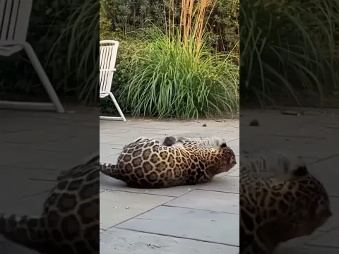 Tiger Leaps at Cat — You Won’t Believe What His Friend Did!