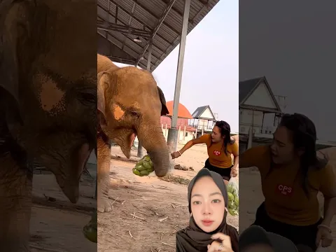 Rebutan mangga sama gajah😱