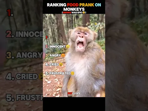 "Funniest Chimpanzee Ever🤣"