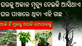 ମୁଖ୍ୟ ଦ୍ୱାର ସାମ୍ନାରେ ଏହି ଗଛ ରହିବା ଦ୍ୱାରା ଅକାଳ ହେବାରେ ଲାଗିଥାଏ | ଘର ପରିବାର ନଷ୍ଟ ହୋଇଯାଏ | Vastu Tips