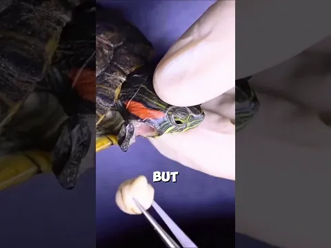 The man saves turtle's life😲