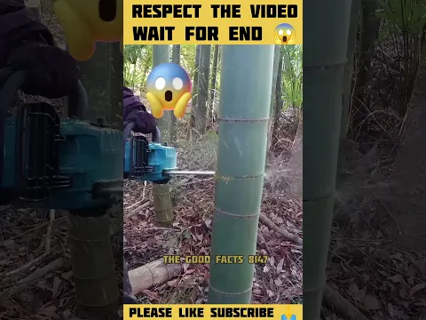 Respect the video 🙏 wait for end 😱 #shorts #viralvideo #youtubeshorts