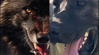 Kanada Kurdu vs Kangal Kim Daha Güçlü?