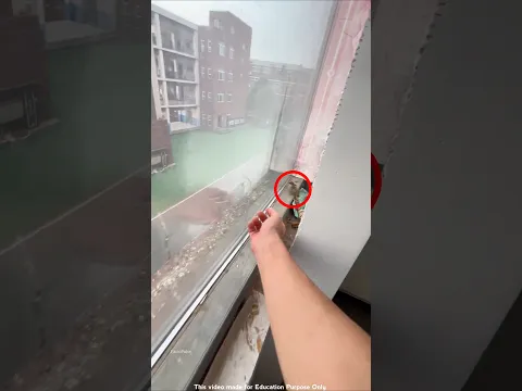 Boy Saved Trapped Bird From Balcony #shortsvideo