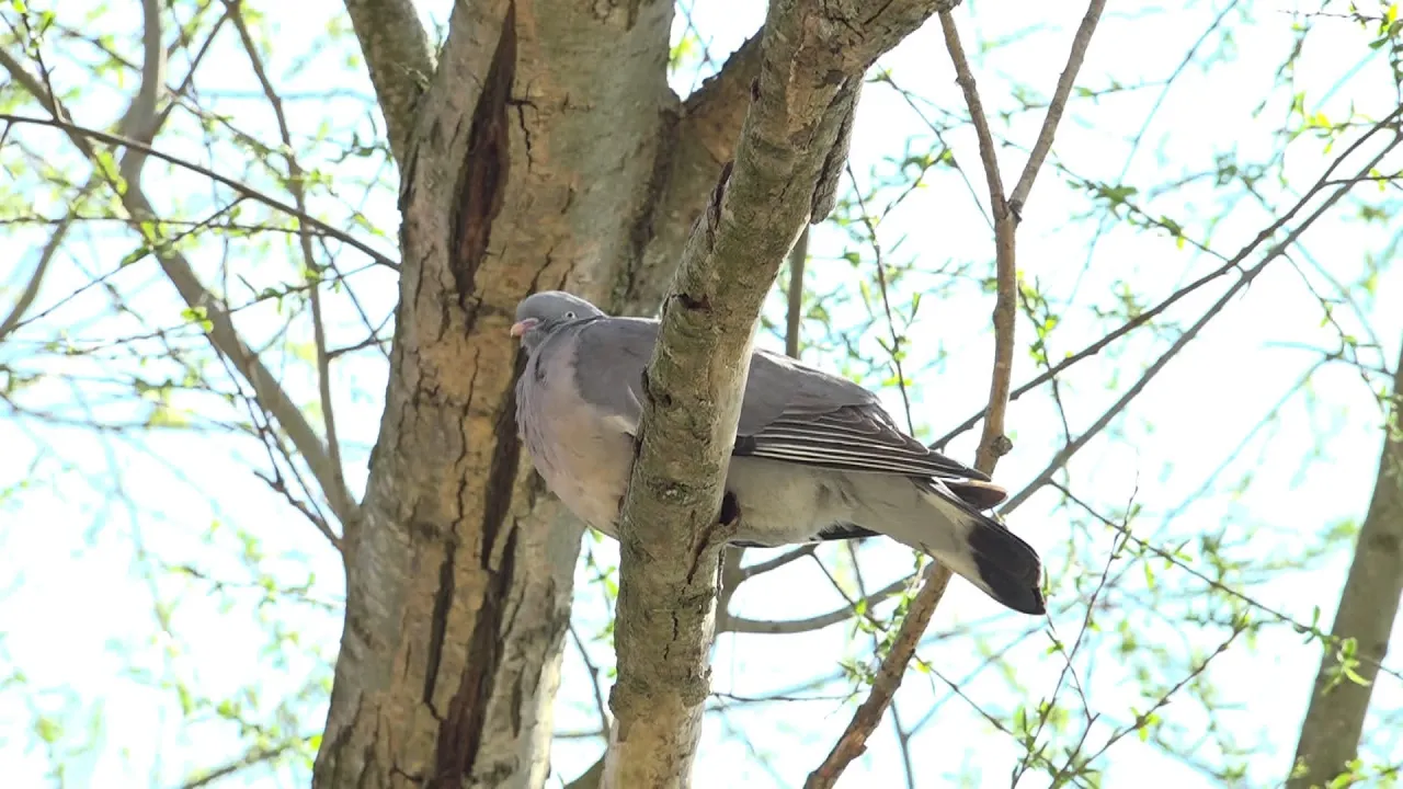 El 9 Informatiu – 24-3-26