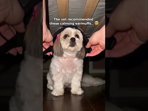 Every dog needs this 😮
