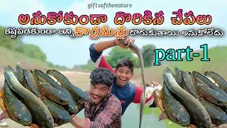 అనుకోకుండా దొరికిన చేపలు part-1 #giftsofthenature #korramenu #snakeheadfish #murrelfish